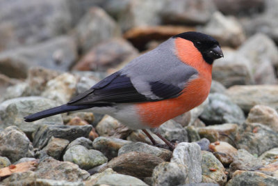 Bullfinch (pyrrhula pyrrhula), Ayer, Switzerland, May 2013