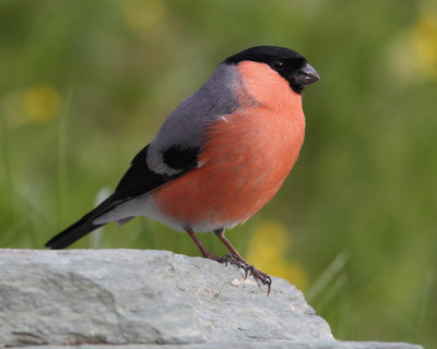 Bullfinch (pyrrhula pyrrhula), Ayer, Switzerland, May 2013
