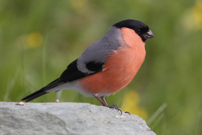 Bullfinch (pyrrhula pyrrhula), Ayer, Switzerland, May 2013