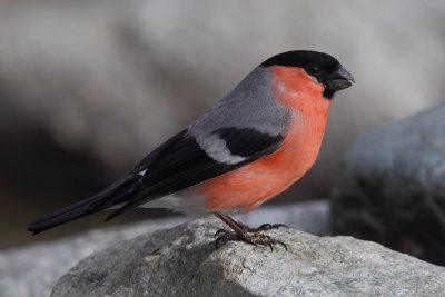 Bullfinch (pyrrhula pyrrhula), Ayer, Switzerland, May 2013