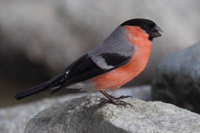 Bullfinch (pyrrhula pyrrhula), Ayer, Switzerland, May 2013