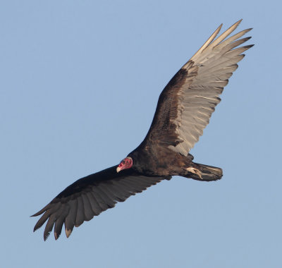 Turkey vulture (cathartes aura), Peninsula Valds, Argentina, January 2013