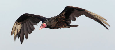 Turkey vulture (cathartes aura), Peninsula Valds, Argentina, January 2013