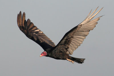 Turkey vulture (cathartes aura), Peninsula Valds, Argentina, January 2013