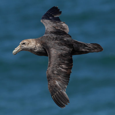 Southern giant petrel (macronectes giganteus), Peninsula Valds, Argentina, January 2013