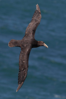 Southern giant petrel (macronectes giganteus), Peninsula Valds, Argentina, January 2013