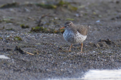 Spotted sandpiper (actitis macularius, actitis macularia), Prverenges, Switzerland, May 2013