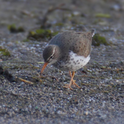 Spotted sandpiper (actitis macularius, actitis macularia), Prverenges, Switzerland, May 2013