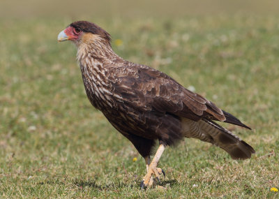 Southern crested caracara, carancho (caracara plancus), El Calafate, Argentina, January 2013