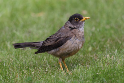 Austral thrush (turdus falcklandii), El Calafate, Argentina, January 2013
