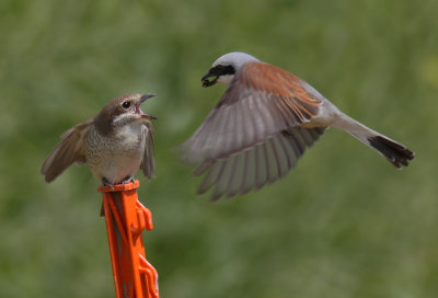 Red-backed shrike (lanius collurio), Aclens, Switzerland, June 2013