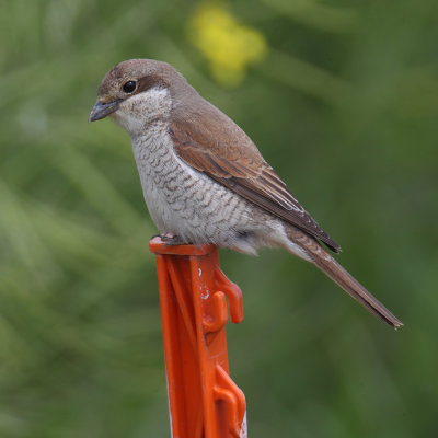 Red-backed shrike (lanius collurio), Aclens, Switzerland, June 2013