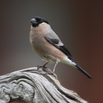 Bullfinch (pyrrhula pyrrhula), Ayer, Switzerland, June 2013