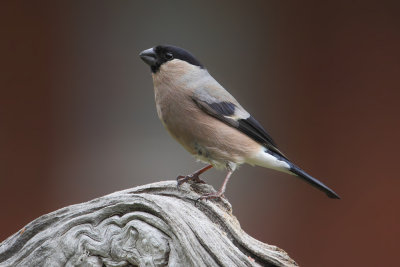 Bullfinch (pyrrhula pyrrhula), Ayer, Switzerland, June 2013