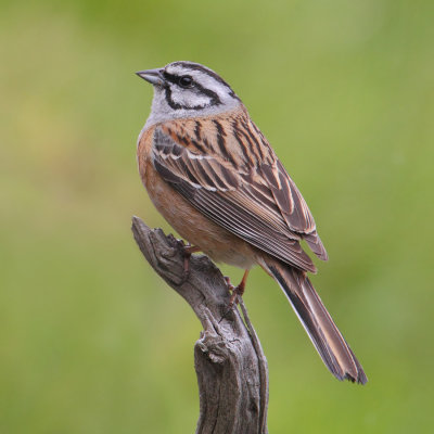 Rock bunting (emberiza cia), Ayer, Switzerland, June 2013