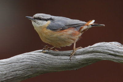 Nuthatch (sitta europaea), Ayer, Switzerland, June 2013