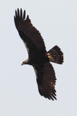 Spanish imperial eagle, Iberian imperial eagle (aquila adalberti), Monfragüe, Spain, June 2013