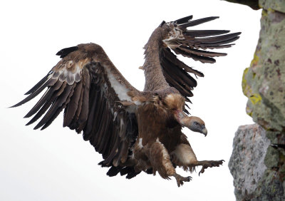 Griffon vulture (gyps fulvus), Monfrage, Spain, June 2013