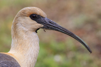 Black-faced ibis (theristicus melanopis), El Calafate, Argentina, January 2013