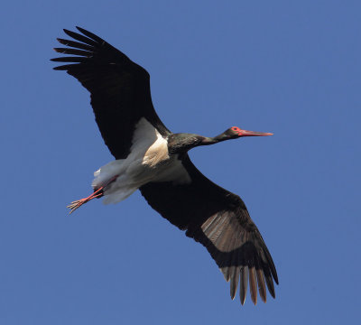 Black stork (ciconia nigra), Monfragüe, Spain, June 2013