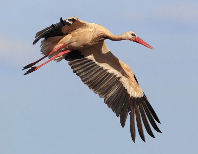 White stork (ciconia ciconia), Trujillo, Spain, June 2013