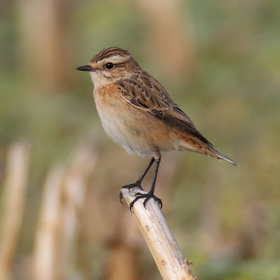 Whinchat (saxicola rubetra), Vullierens, Switzerland, August 2013