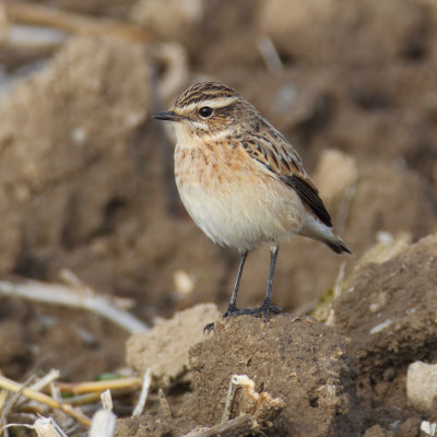 Whinchat (saxicola rubetra), Vullierens, Switzerland, August 2013