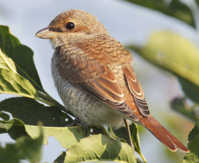 Red-backed shrike (lanius collurio), Montricher, Switzerland, August 2013