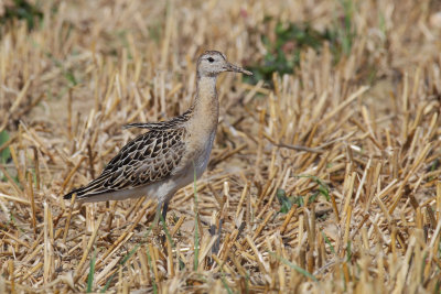 Ruff (philomachus pugnax), Cuarnens, Switzerland, August 2013