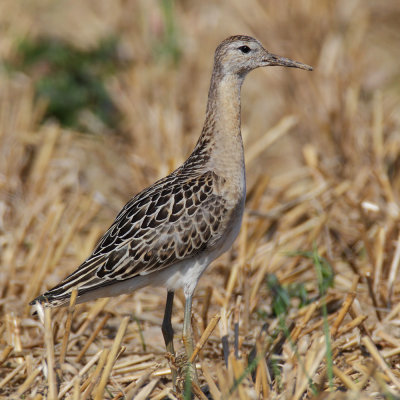 Ruff (philomachus pugnax), Cuarnens, Switzerland, August 2013