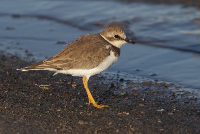 Little ringed plover (charadrius dubius), Kalloni Saltpans, Greece, September 2013