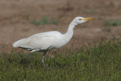 Cattle egret (bubulcus ibis), Dehesa de Abajo, Spain, August 2012