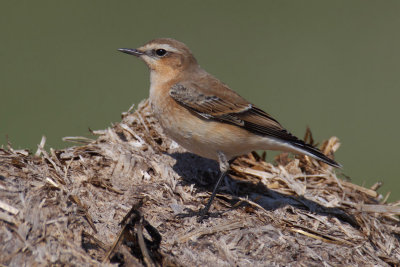 Northern wheatear (oenanthe oenanthe), Vaux-sur-Morges, Switzerland, September 2013