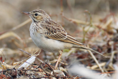 Tawny pipit (anthus campestris), Echandens, Switzerland, September 2013