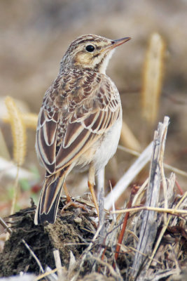 Tawny pipit (anthus campestris), Echandens, Switzerland, September 2013