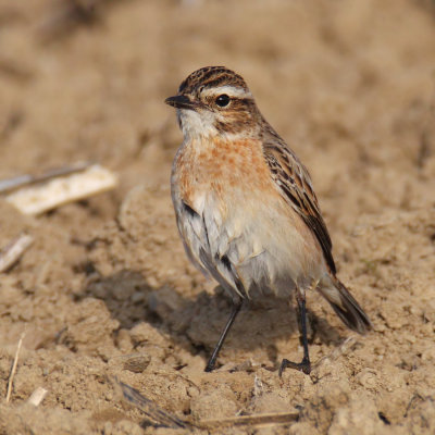 Whinchat (saxicola rubetra), Cuarnens, Switzerland, September 2013