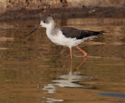 Black-winged stilt (himantopus himantopus), Kalloni Saltpans, Greece, September 2013