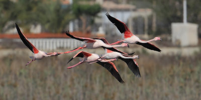 Greater flamingo (phoenicopterus roseus), Santa Pola, Spain, October 2013 