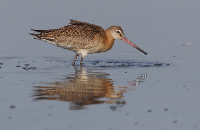 Black-tailed godwit (limosa limosa), Santa Pola, Spain, October 2013