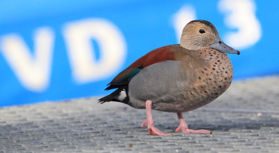 Ringed teal (callonetta leucophrys), Morges, Switzerland, November 2013