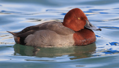 Common pochard x ferruginous duck (aythya ferina x nyroca), Morges, Switzerland, November 2013
