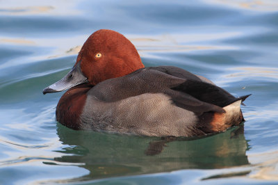 Common pochard x ferruginous duck (aythya ferina x nyroca), Morges, Switzerland, November 2013