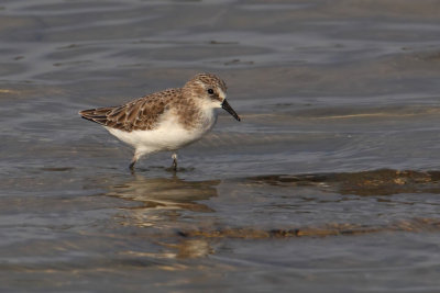 Little stint (calidris minuta), Santa Pola, Spain, October 2013