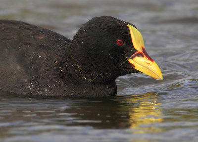 Red-gartered coot