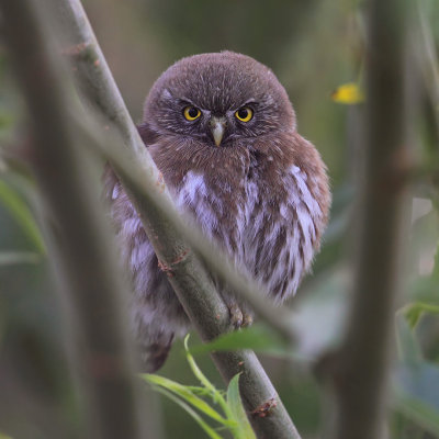 Austral pygmy owl (glaucidium nana), El Calafate, Argentina, January 2013