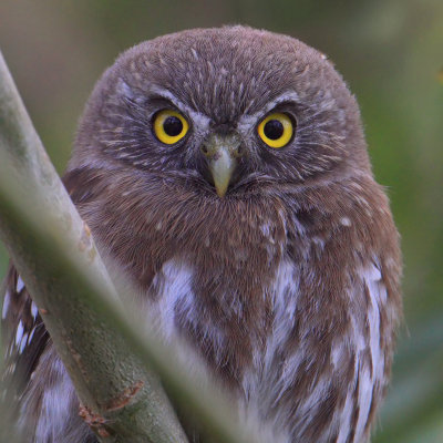 Austral pygmy owl