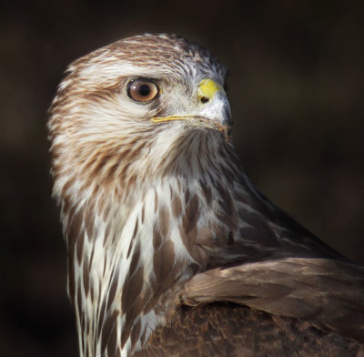 Common buzzard (buteo buteo), Ballens, Switzerland, December 2013
