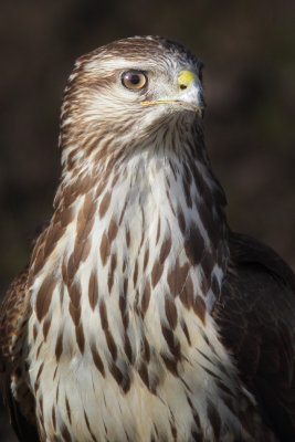 Common buzzard (buteo buteo), Ballens, Switzerland, December 2013