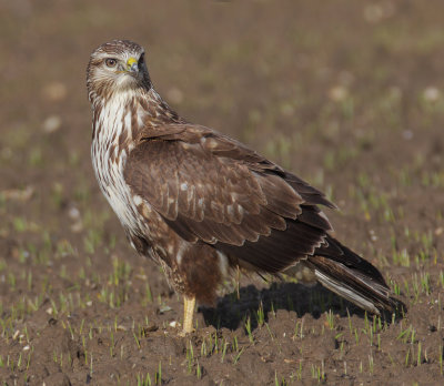 Common buzzard (buteo buteo), Ballens, Switzerland, December 2013