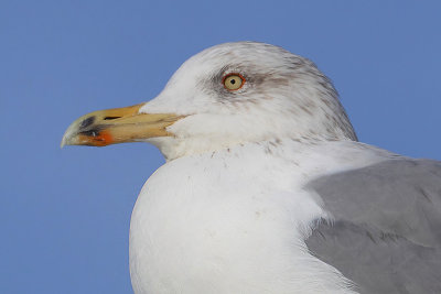 Herring gull (larus argentatus argentatus), Ouchy, Switzerland, January 2014